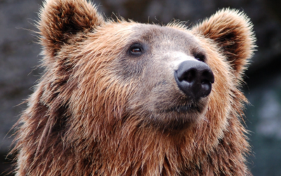 A Bear in the Bedroom