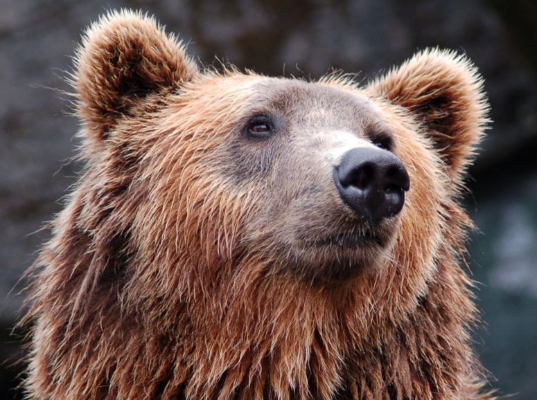 A Bear in the Bedroom